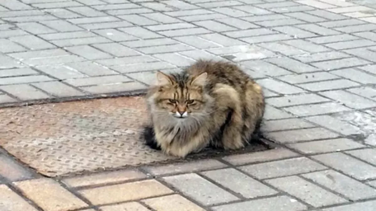 kitty