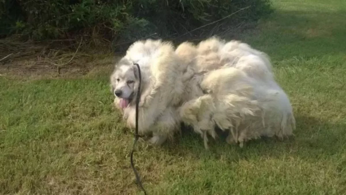 Lazarus the dog had been living outside for seven years