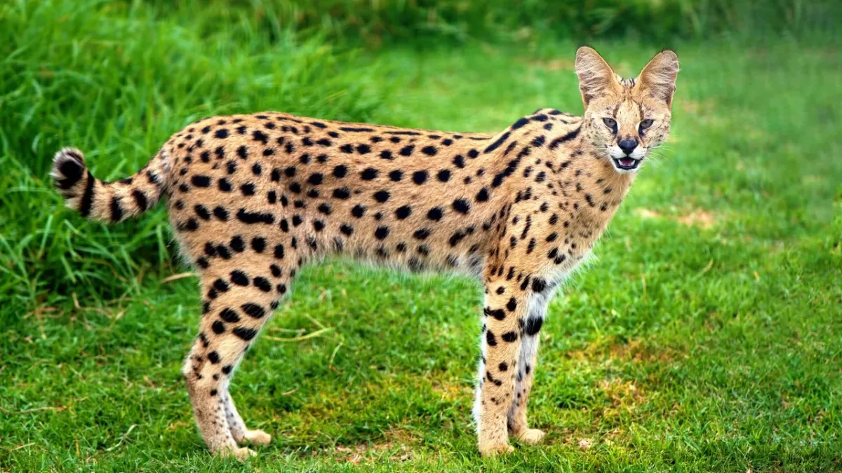 The most expensive cat breed in the world revealed, and its price is eye-watering