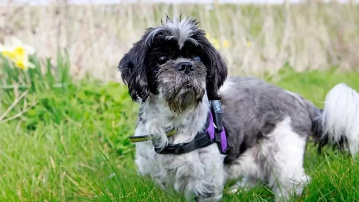 Oldest Dog looking for a new loving home
