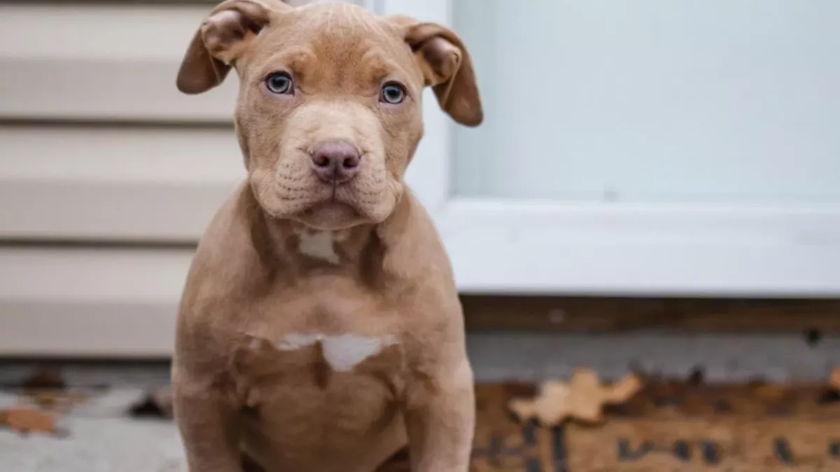 Pitbull