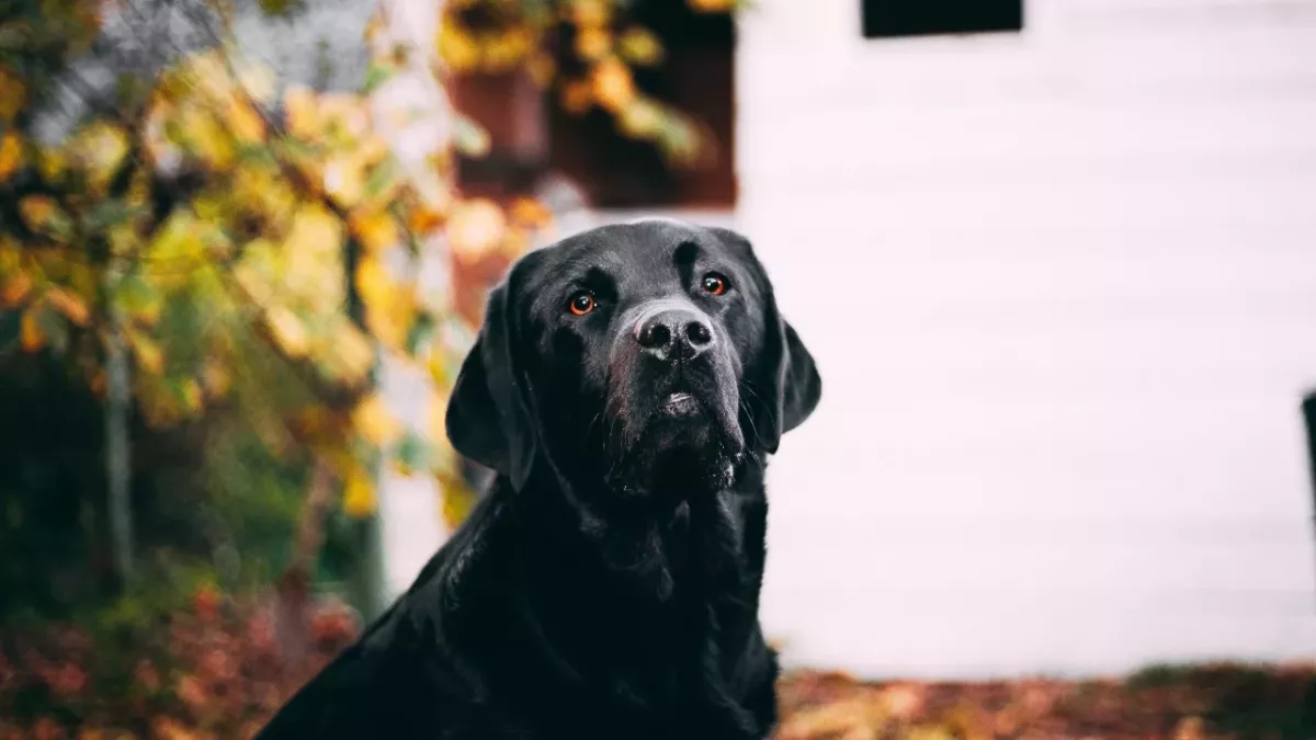 This poor dog spent six years alone in an abandoned house as no one dared to rescue him