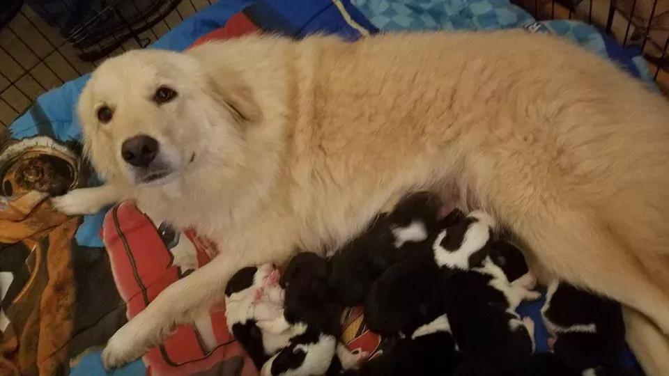 Puppies