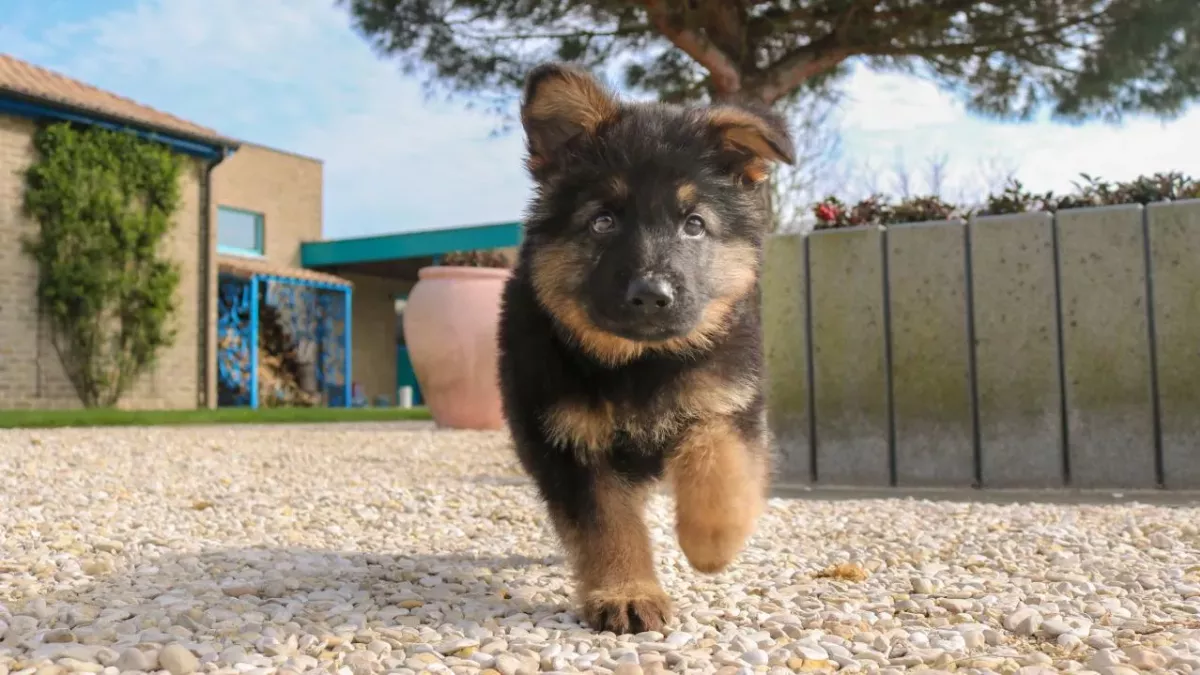 This puppy who was born with six legs four testicles & extra penis survived against the odd and is now in a happy home