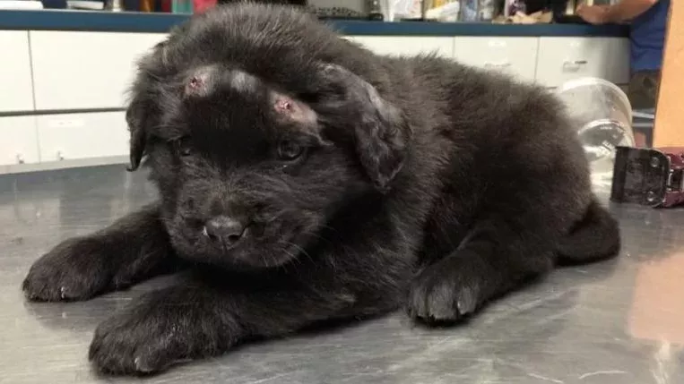 Rescue Puppy