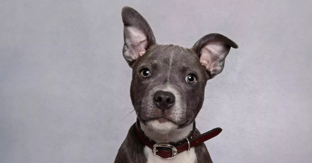 Scientists have figured out why dogs' noses get so cold