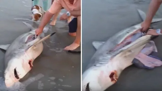 Sharks