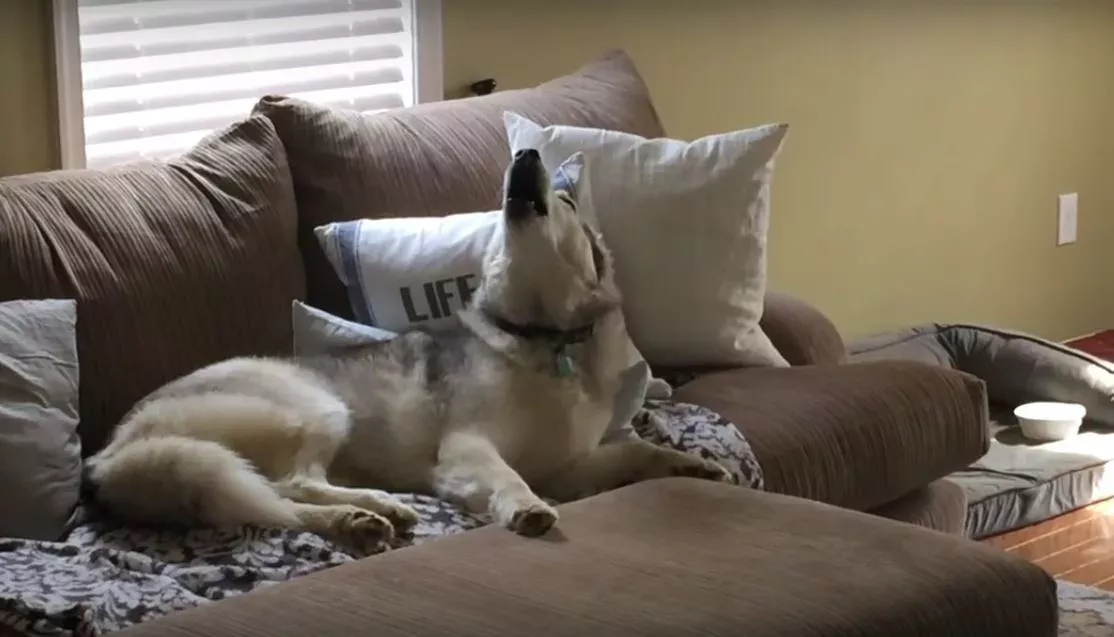 Stubborn couch potato Zeus