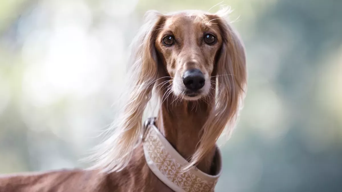 These two dogs overcame heartbreak thanks to their love for each other; now they need a forever home