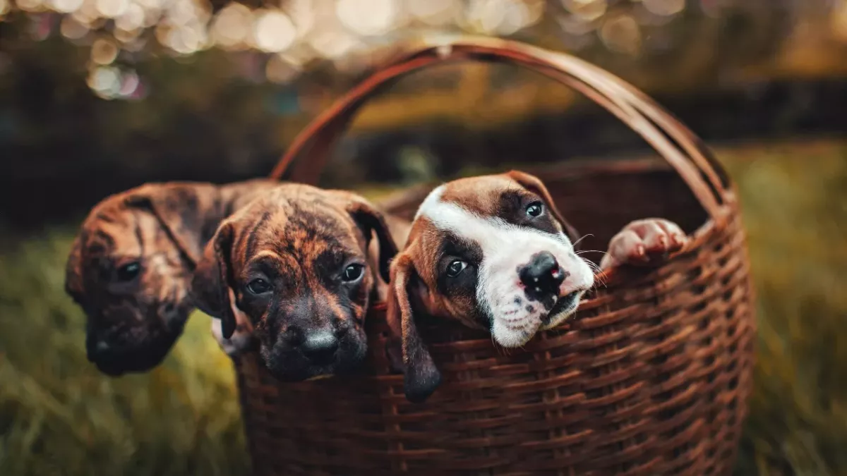 Three weeks-old puppies were found worm-ridden and abandoned on the streets 