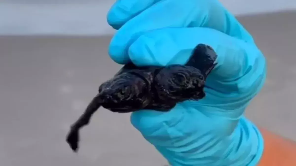 Two-headed turtle