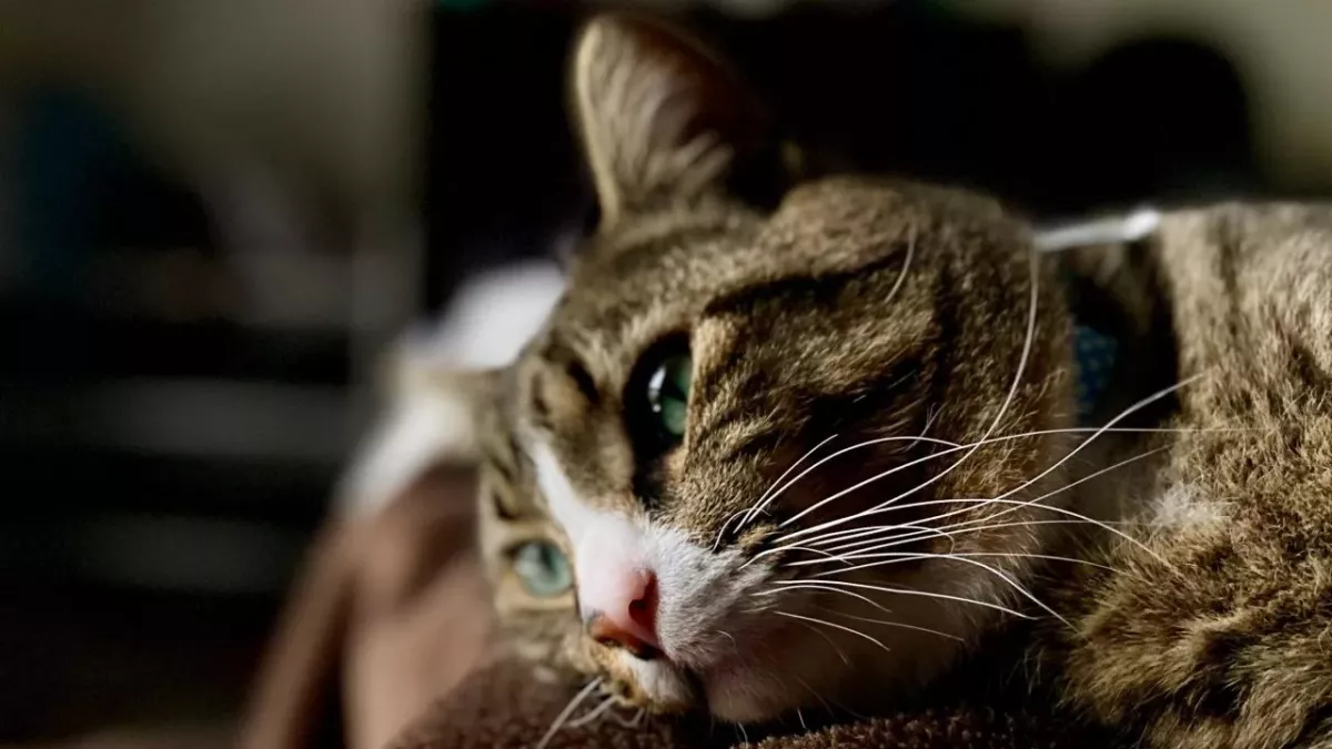 World’s saddest cat: This cat has a disorder which causes his face to drop