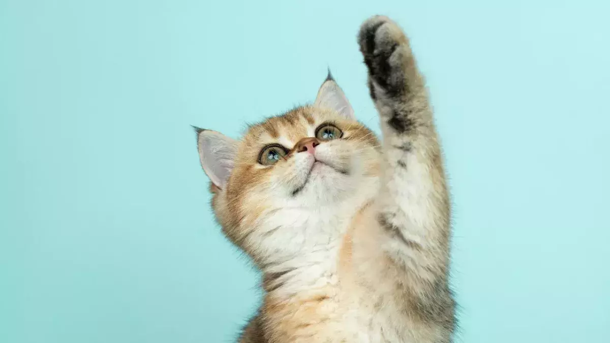 Your cat also faces separation anxiety and here's what you should do