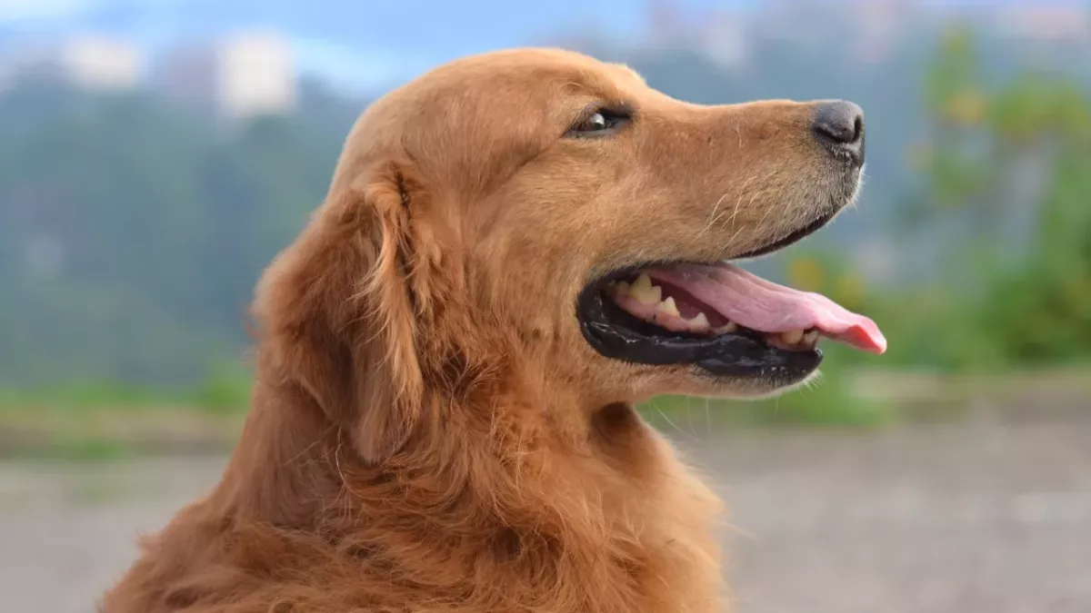 Your dog might be unwell but you don't see it. These are canine body language signs you shouldn’t ignore