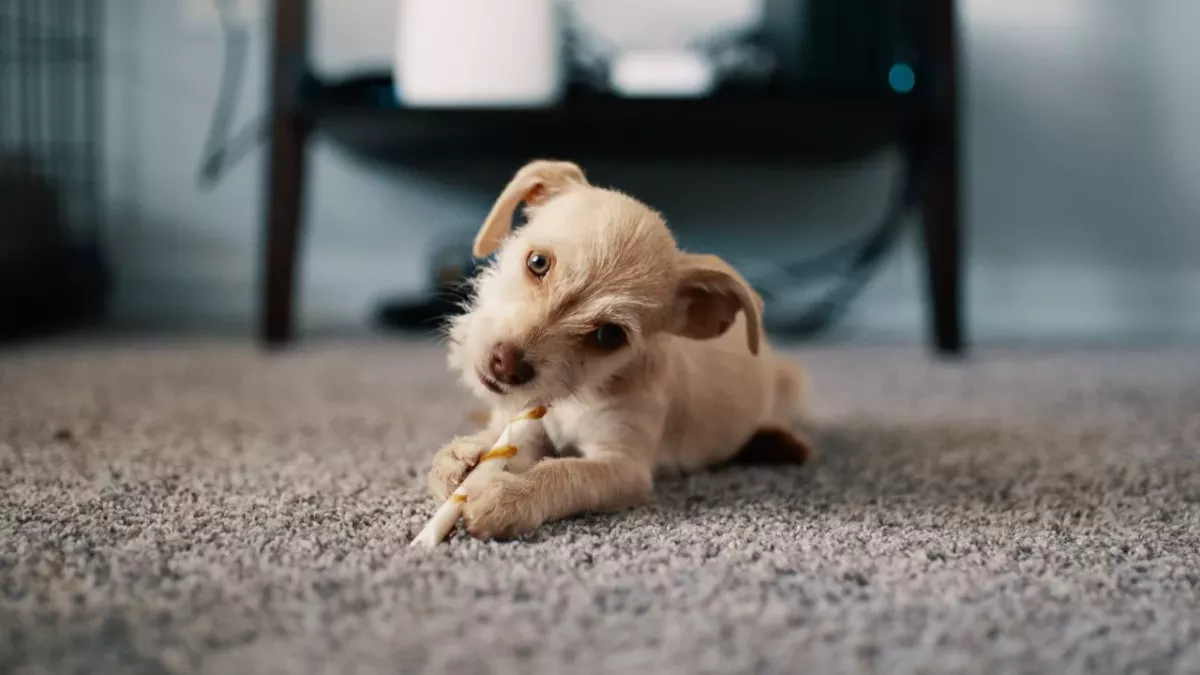 Your dog prefers classical music to the sound of human voices in audiobooks, study finds 
