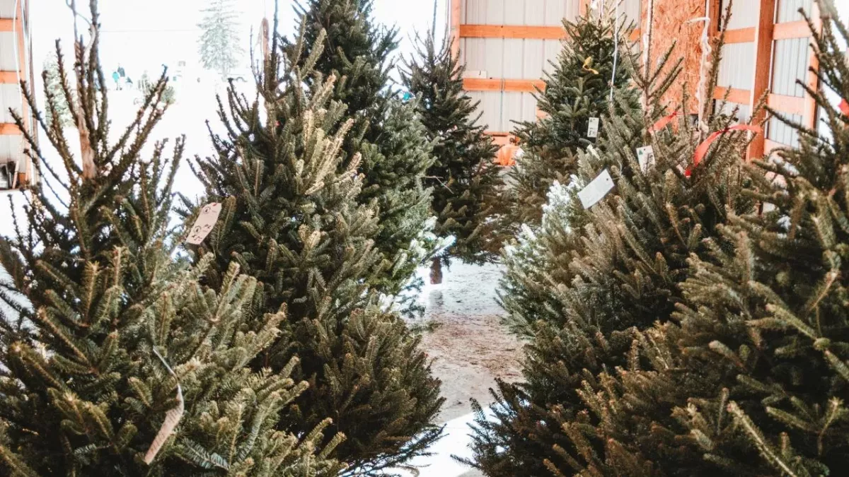 right time to buy Christmas tree