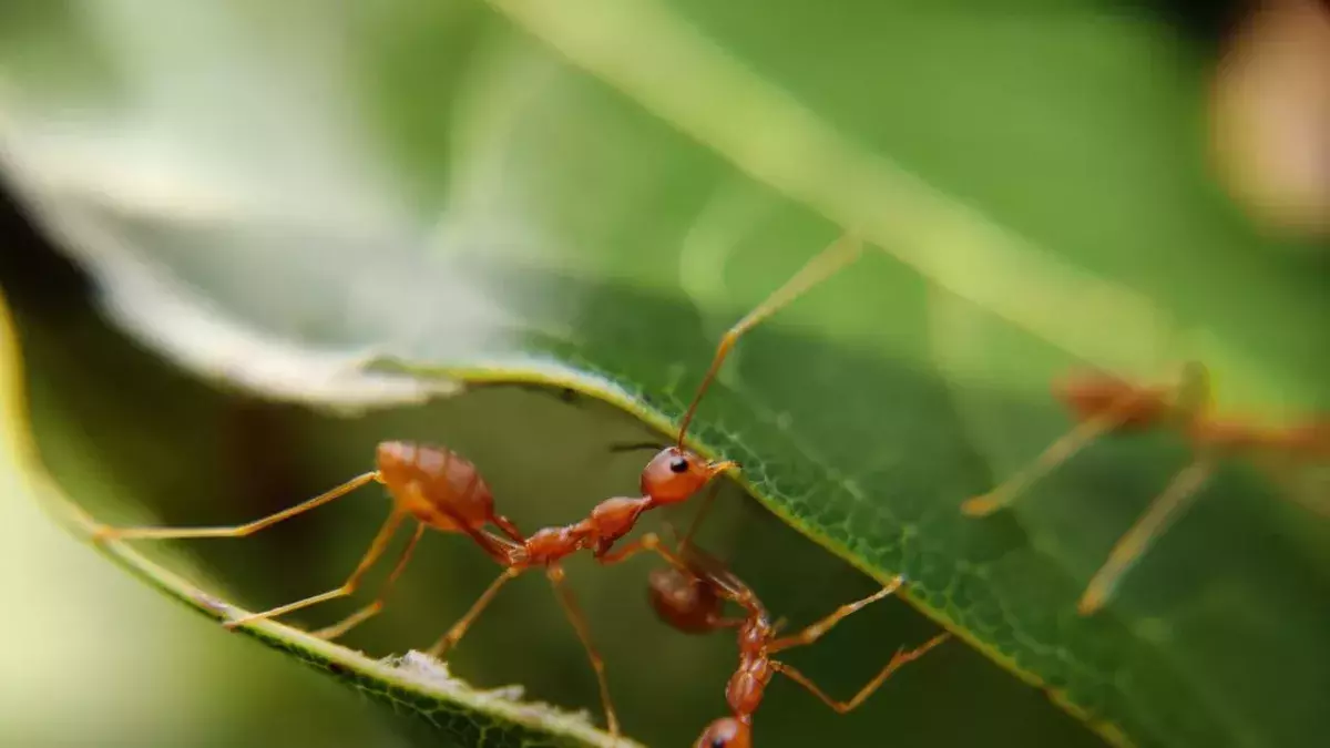 After the Asian hornet, yet another dangerous insect could invade the UK