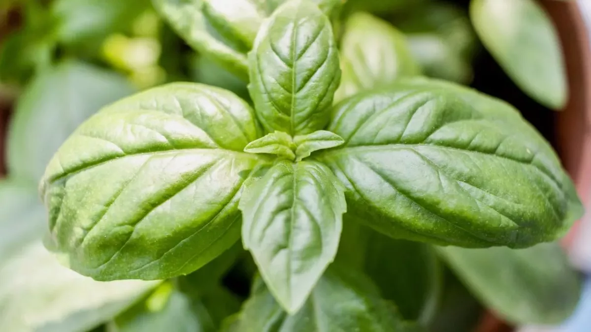 Basil