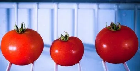Contrary to popular belief, you shouldn't put your tomatoes in the fridge.