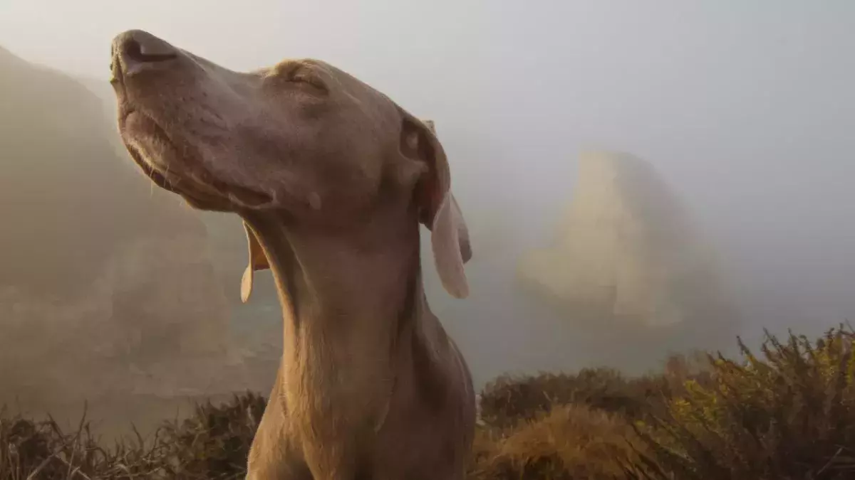 COVID-sniffing dogs