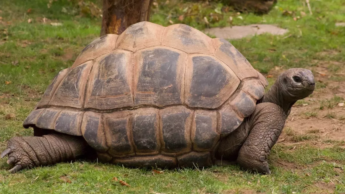 An escaped giant tortoise takes up the train tracks and brings traffic to a halt