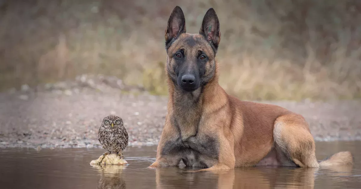 Friendship Between A Dog And An Owl