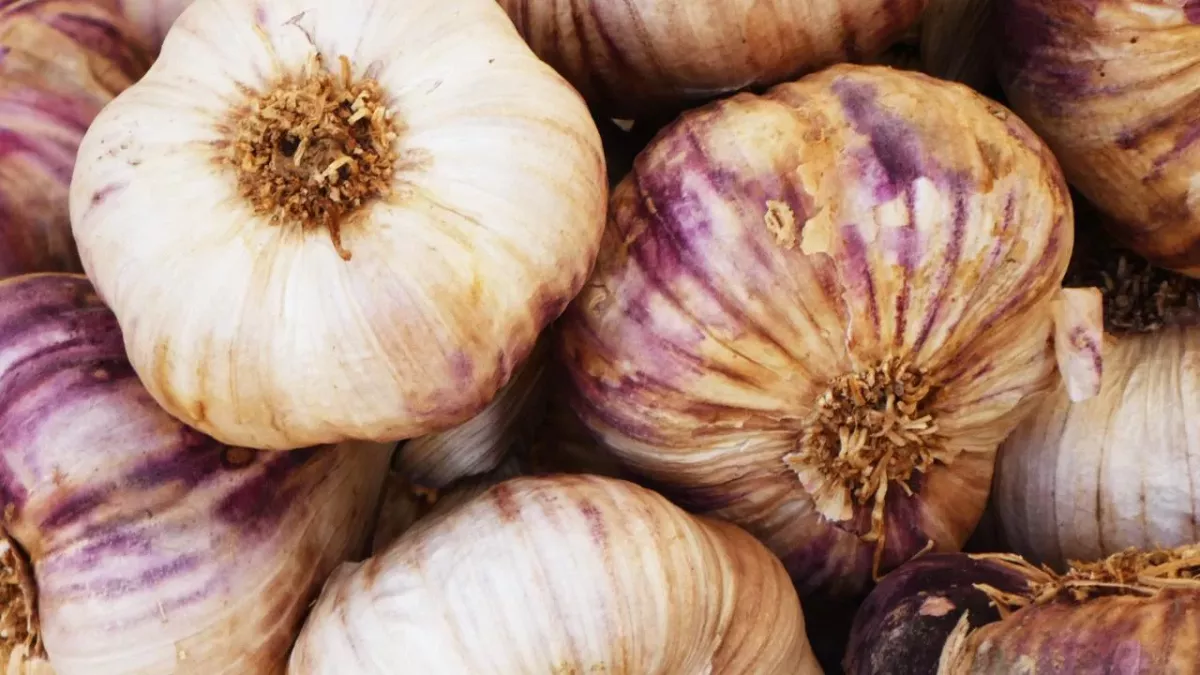 Garlic