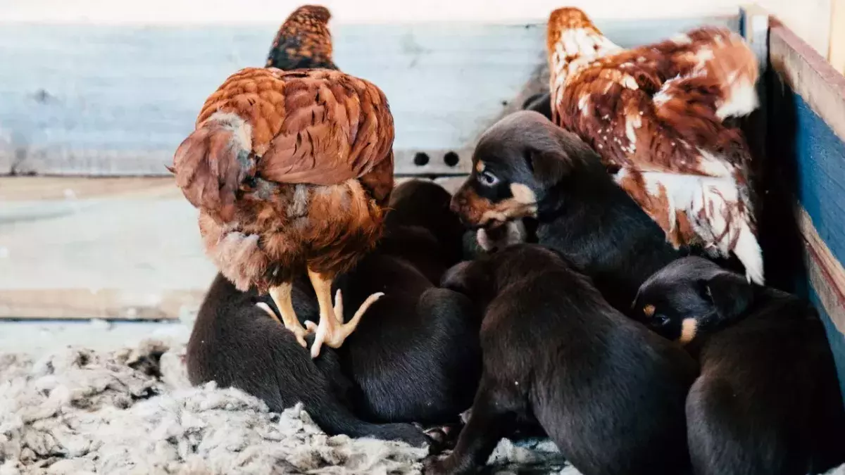 Heartbreak and agony as dozens of dogs are amongst 200 animals rescued in ‘one of the biggest animal welfare operations ever’ (VIDEO)
