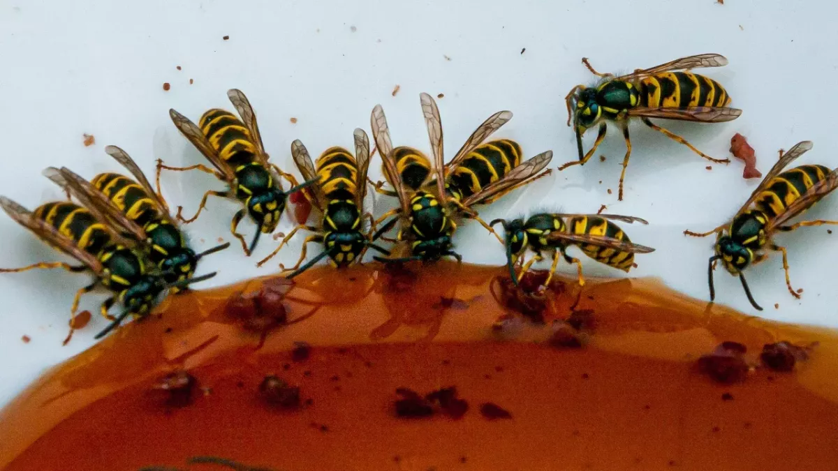 Here are 4 ways to keep wasps away from your home you need for the summer