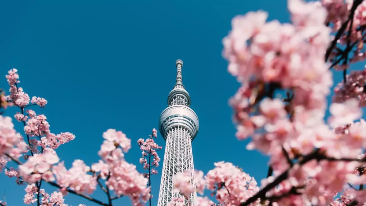 Japan cherry blossoms