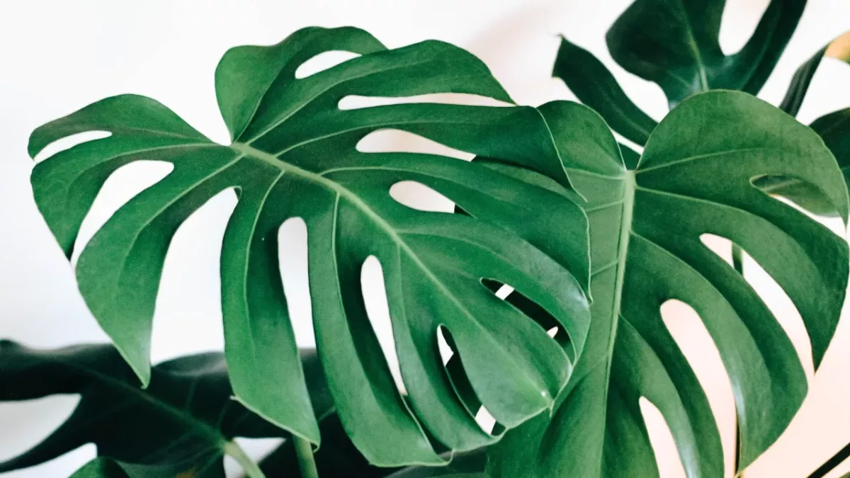Lidl's rare plants