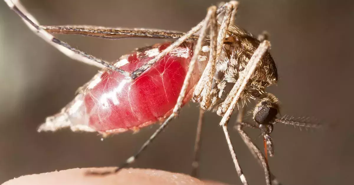 Mosquito bites