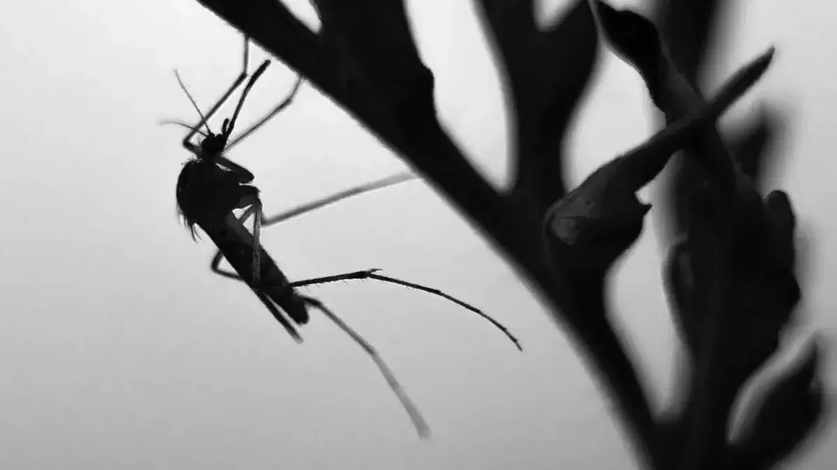 mosquito season