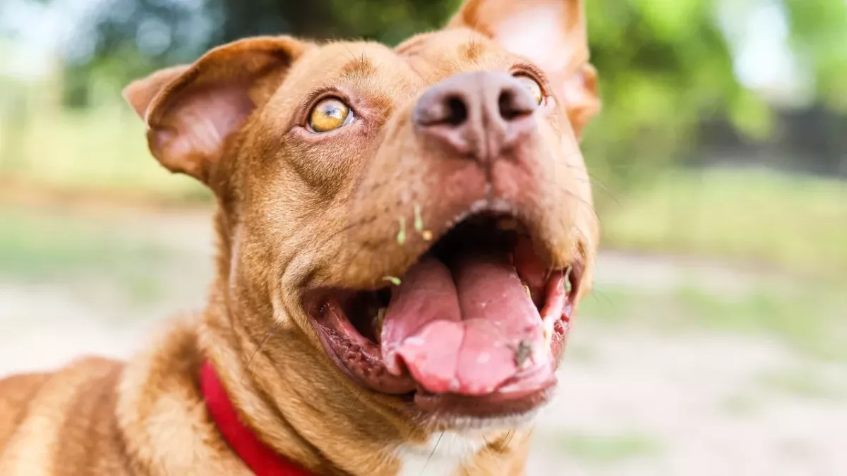 A non-banned ‘American Bully XL’ dog turned on its owners in a horrific attack 
