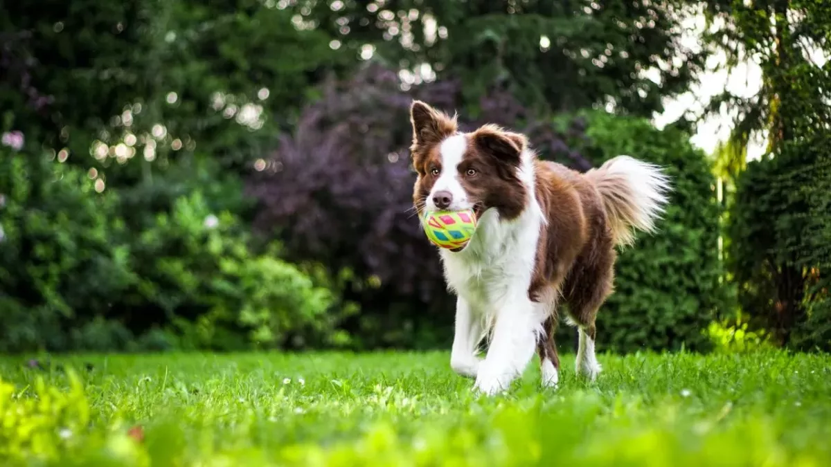 A rare dog disease can now transfer to humans, should we be worried?