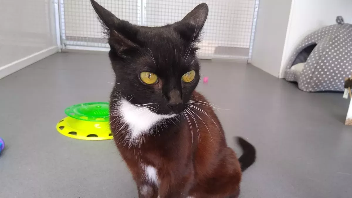 Rescue’s heartache as no one wants to adopt this one-of-a-kind cat