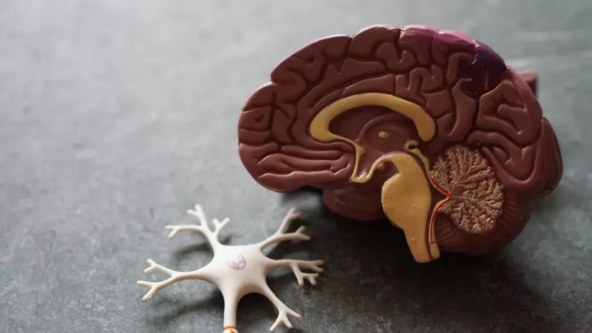 Alzheimer's disease link brain gut intestinal health