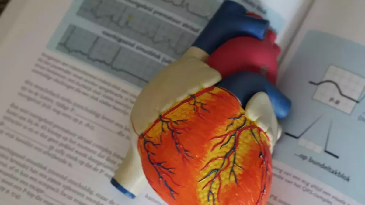 Heart