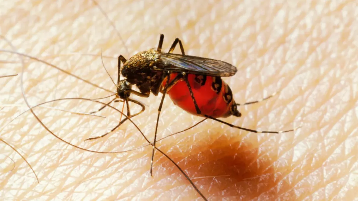 mosquito