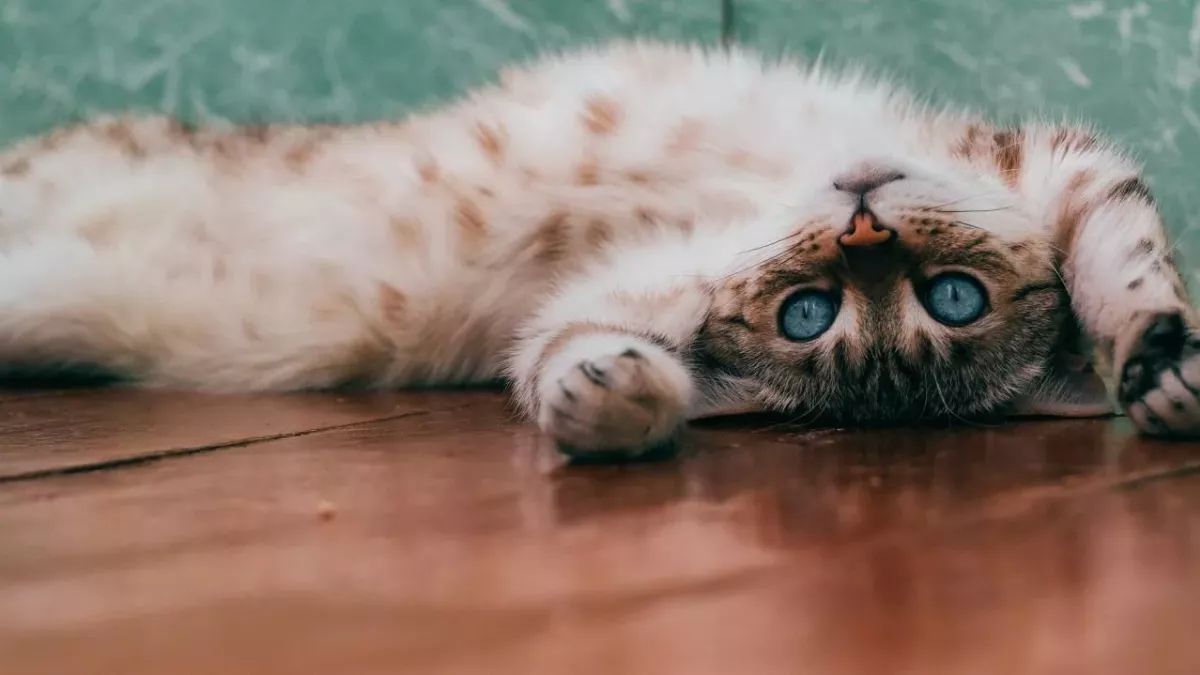 Pets might need to be vaccinated agains COVID