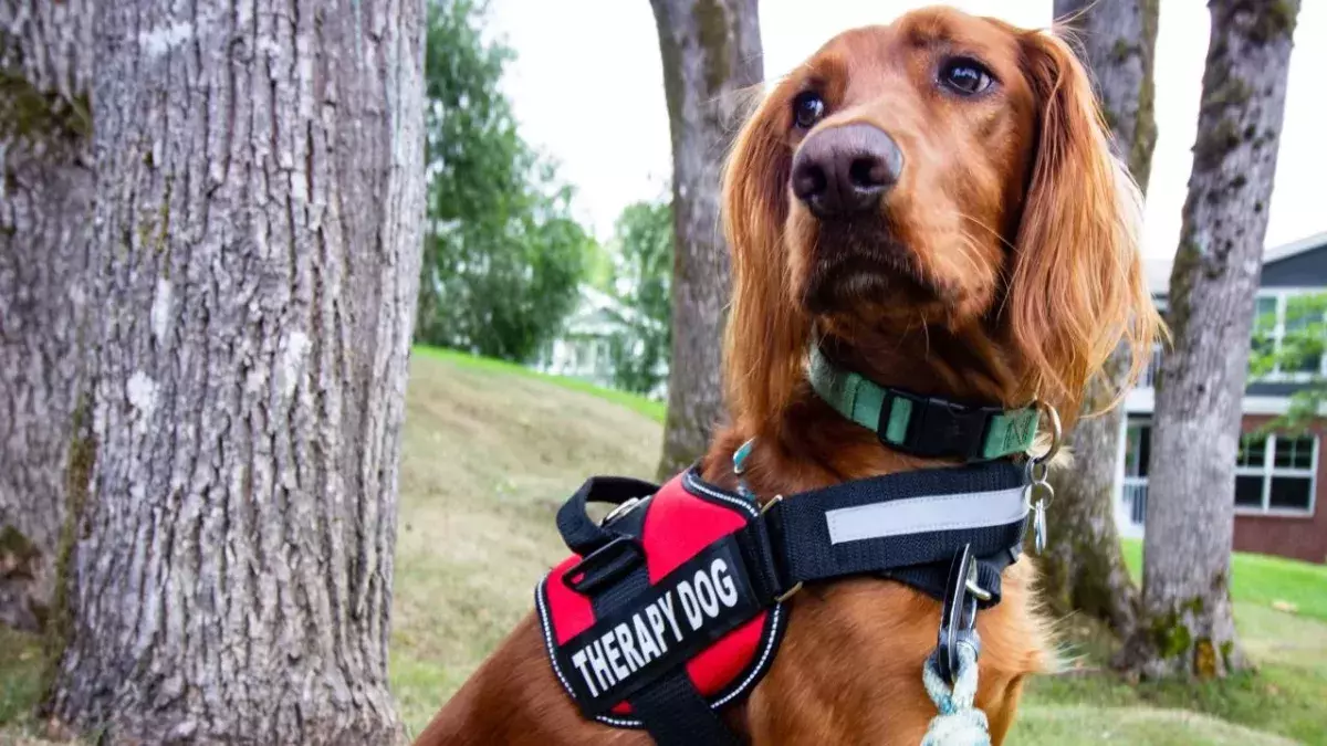 Petting dogs daily can drastically reduce anxiety and increase concentration, study finds 