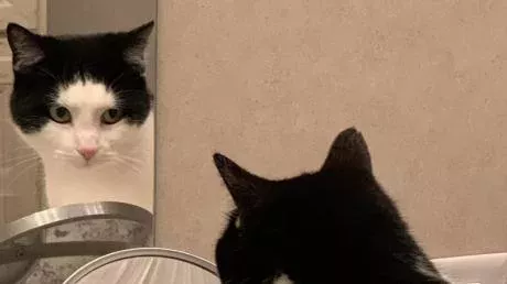 Can you tell which way this cat is looking?
