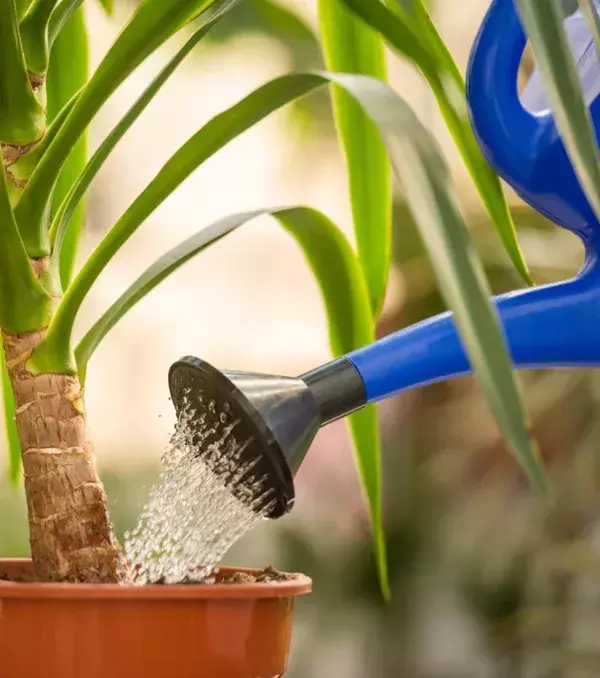 Use it to water your plants. The pasta water contains plenty of minerals and your plants would love it.