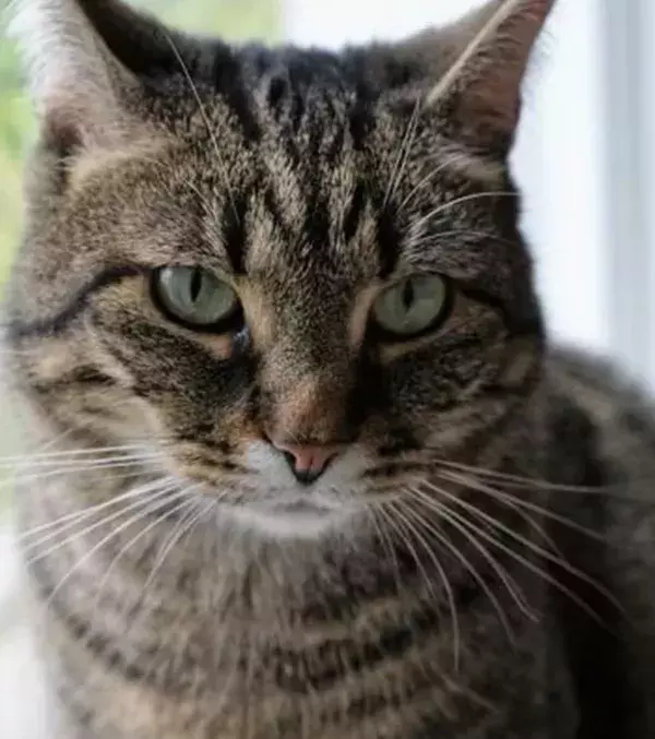 Cats: Cats have a great sense of smell - it's believed that cats can smell if a person's body will be dying due to the chemicals and odours that are released.