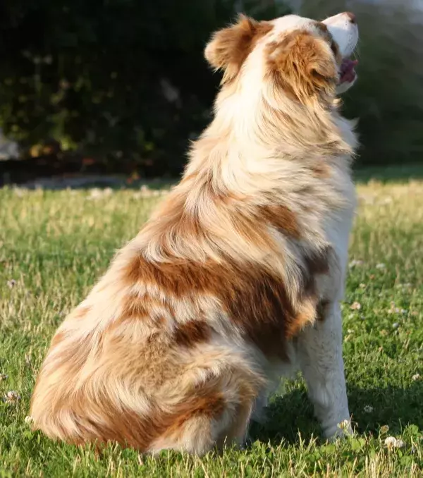Don't like the red or black color? How about this shade of brown? It's a mixture of brown and white hairs!