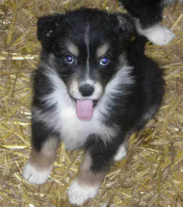 Look at this cute puppy! Their coat can appear matte or shiny depending on their undercoat.