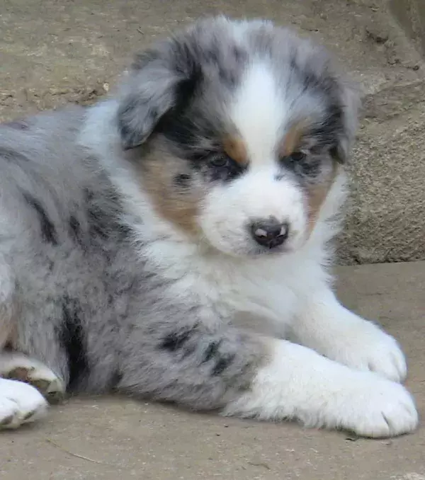 A mixture of black and white hairs creates the Blue Merle coat. This puppy is just a bundle of joy!