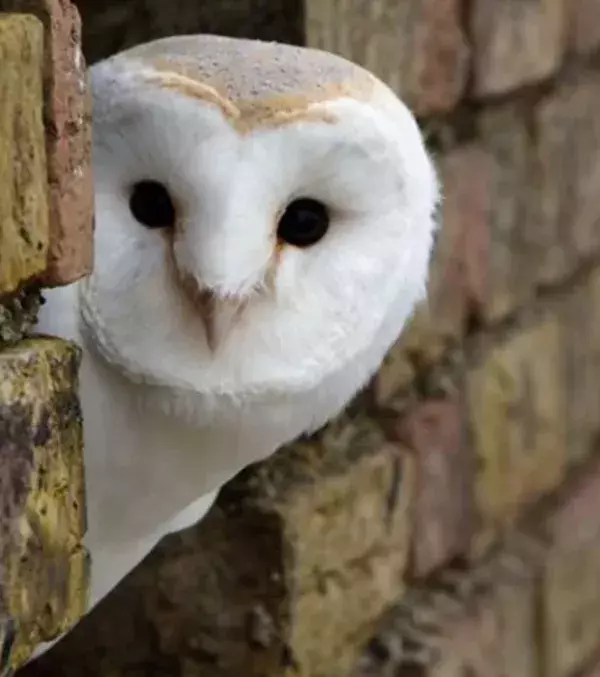 Owls: According to the native beliefs, the croak of the white owl could announce the death of a relative or close friend.