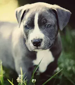 Owners could face fines and even prison.