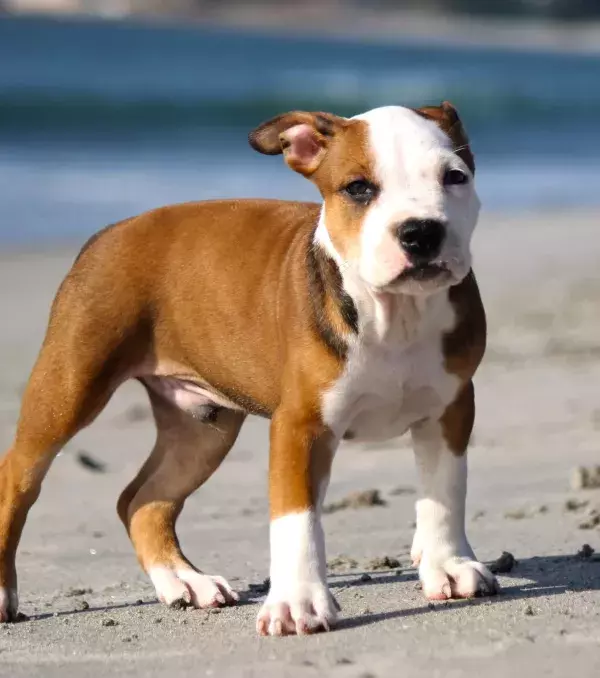 But owners must never be violent towards their Pit Bulls.